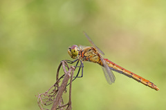 Sympetrum depressiusculum