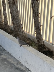 Streptopelia decaocto