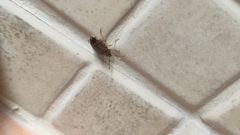 Dryadocoris apicalis