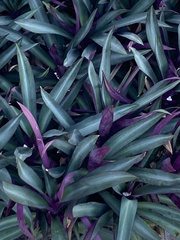 Tradescantia spathacea