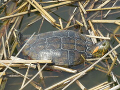 Trachemys dorbigni