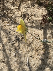 Linaria polygalifolia