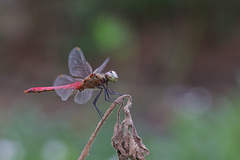 Sympetrum cordulegaster