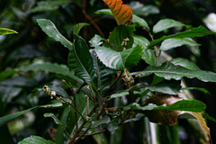 Argomuellera macrophylla image