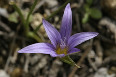 Romulea bulbocodium
