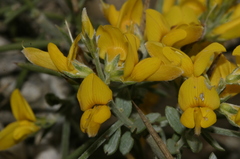 Genista