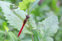 Sympetrum depressiusculum