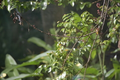 Orthotomus atrogularis