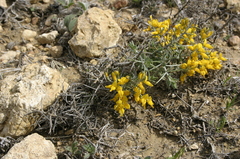 Genista