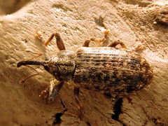 Dorytomus longimanus