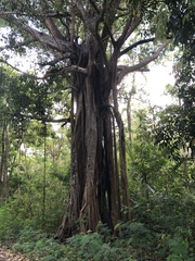 Ficus