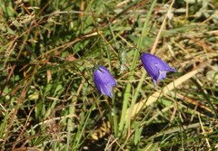 Campanula scheuchzeri