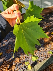 Platanus orientalis