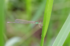 Ischnura asiatica