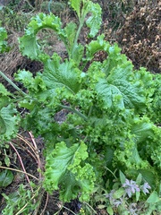 Brassica juncea
