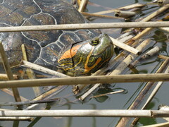 Trachemys dorbigni