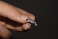 Hemidactylus robustus