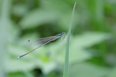 Ischnura asiatica