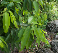 Nectandra coriacea