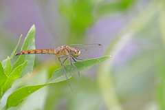Sympetrum cordulegaster