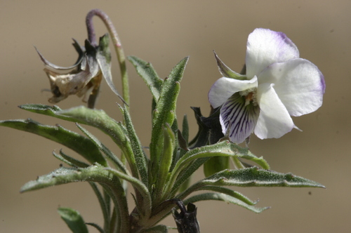Viola arborescens image