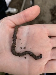 Lumbricus