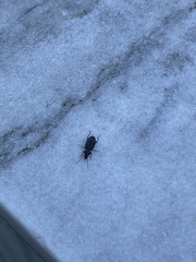 Carabidae