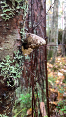 Fomitopsis betulina