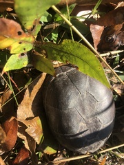 Kinosternon subrubrum subrubrum