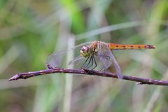 Sympetrum depressiusculum