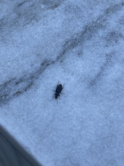 Carabidae