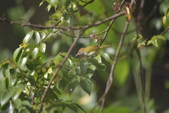 Orthotomus atrogularis