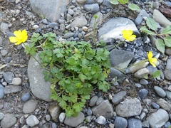Ranunculus