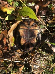 Kinosternon subrubrum subrubrum