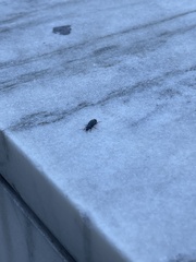 Carabidae