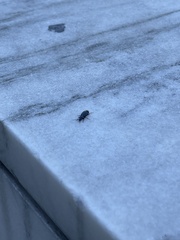 Carabidae
