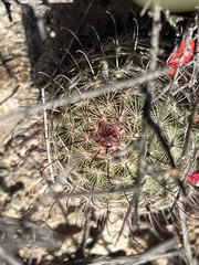 Mammillaria grahamii