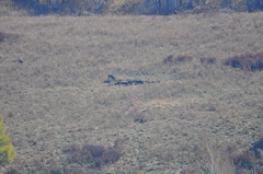 Cervus canadensis sibiricus