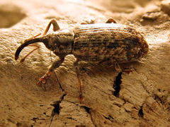 Dorytomus longimanus