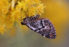 Stamnodes modocata