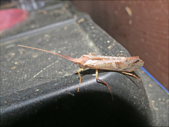 Nemotaulius hostilis