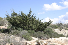 Juniperus turbinata