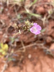 Agalinis heterophylla
