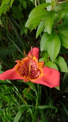 Tigridia pavonia