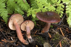 Lactarius atrobadius