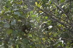 Orthotomus atrogularis