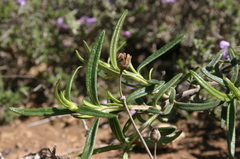Cistus clusii