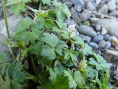 Ranunculus