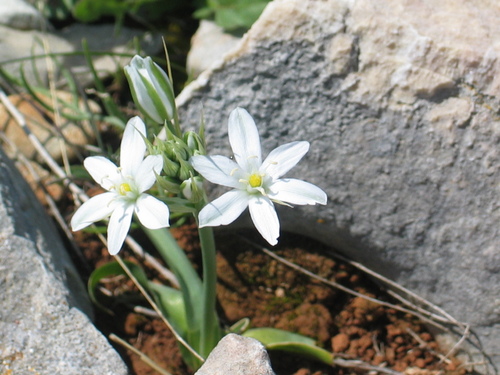 Image of Ornithogalum comosum by (c) Flora_DUMO, some rights reserved (CC BY)