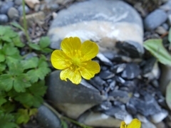 Ranunculus